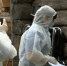 На части территории Костромской области снят карантин по африканской чуме свиней - Газета Родной край