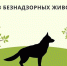 Отлов безнадзорных животных - Кадыйский район