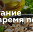 Правильное питание во время поста –  залог хорошего самочувствия - Газета Родной край